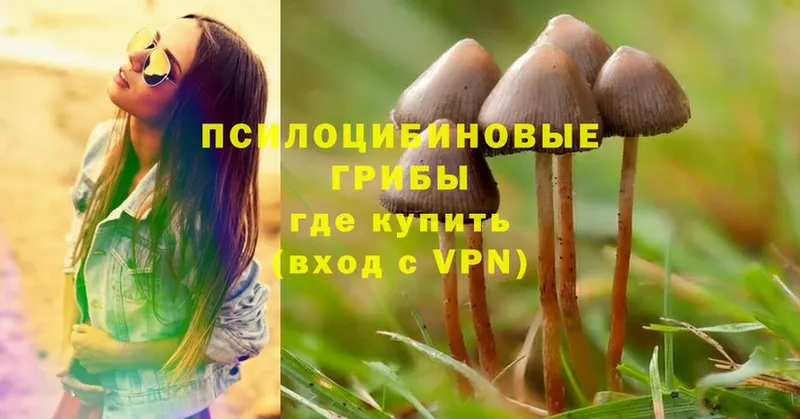 mega онион  Муром  Псилоцибиновые грибы Psilocybe 